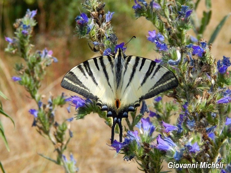 Iphiclides podalirius.....il pi bello!